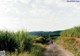 A person walking down a dirt road in the middle of a field.